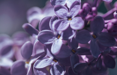 Purple flowers of blossoming lilacs. Natural flower background