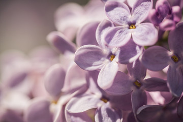 Floral lilac background for summer card