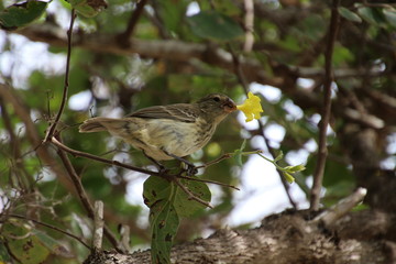 Darwinfink-Galapagos