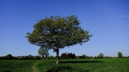 Fototapeta na wymiar English tree in meadow