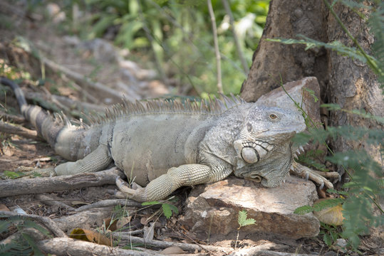 Wild giant iguana in zoo,