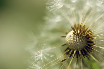 Faded dandelions in the spring field. Festive summer card
