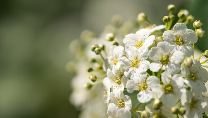 Blooming white spirea and sunny spring garden. Festive card