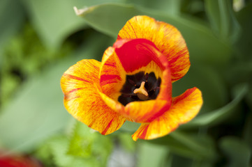 Bi-Colored Tulip
