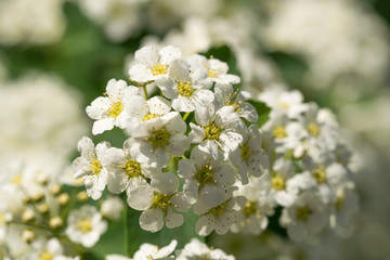 Fototapeta na wymiar Blooming white spirea and sunny garden