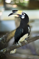 Hornbill in the zoo. Thailand