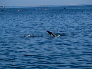 Fototapeta premium Jumping Seal