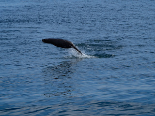 Obraz premium Jumping Seal