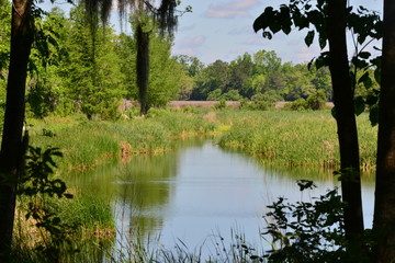 Fototapeta na wymiar Swamp lands in Charleston, South Carolina