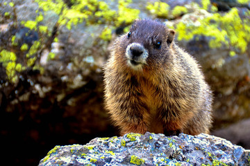 Marmot