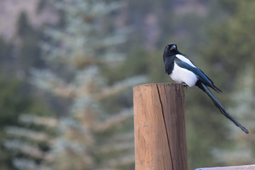 Magpie in Rocky Mountain National Park