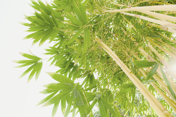 Naklejki  Żółta roślina bambusa przed słońcem