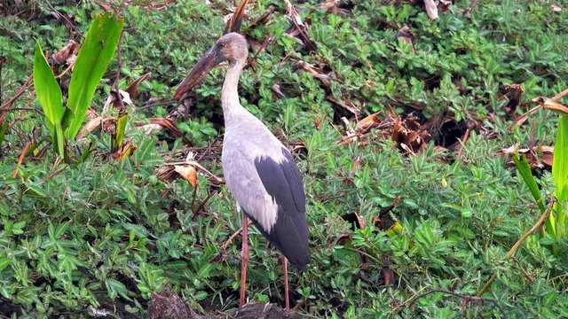 Asian Openbill Bird (Anastomus oscitans) in Nature at Thale Noi Waterfowl Reserve Lake, Thailand