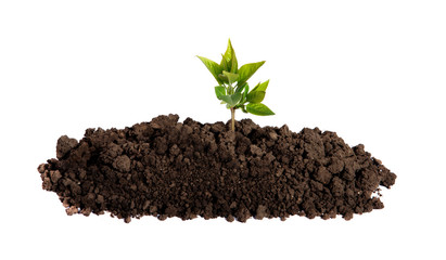 Sprout growing in the soil on an isolated white background