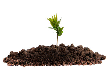 Sprout growing in the soil on an isolated white background