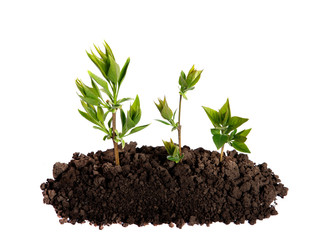 Sprout growing in the soil on an isolated white background