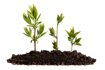 Sprout growing in the soil on an isolated white background