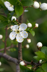 Branch with fresh bloom of wild plum-tree flower closeup in garden. 