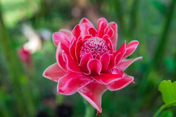 red flower torch ginger Etlingera elatior