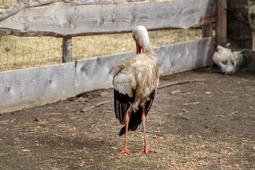 Stork in the cage