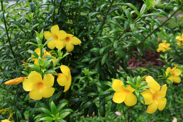 Obraz na płótnie Canvas flower yellow, view of colorful yellow flower Allamanda