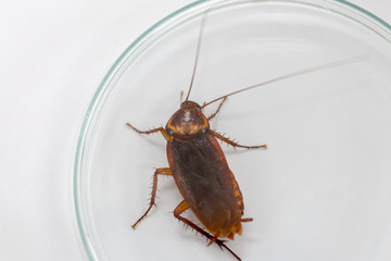 Study of cockroaches to find parasites in laboratory.