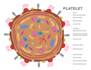 platelet cell anatomy vector