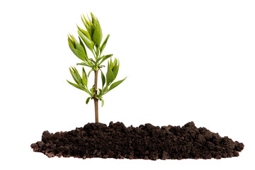 Sprout growing in the soil on an isolated white background