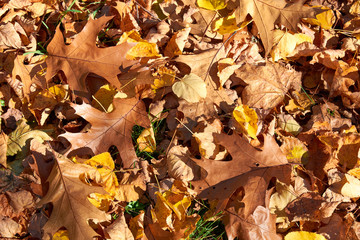 yellow, green, golden leaves of a maple branch in autumn