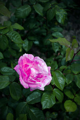 Roses on green background. Pattern