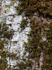 Wall with plant
