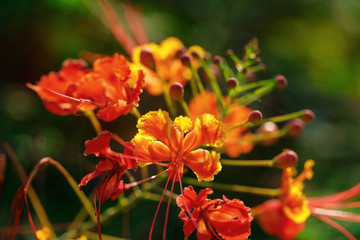 Beautiful flower in Thailand