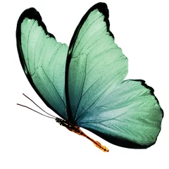 Papier Peint photo Lavable Papillon belles ailes d& 39 un papillon bleu isolé sur fond blanc
