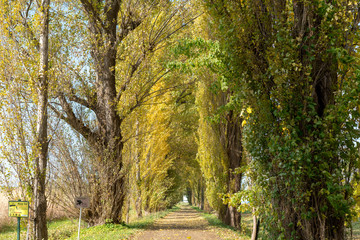 Naklejka premium 銀杏並木