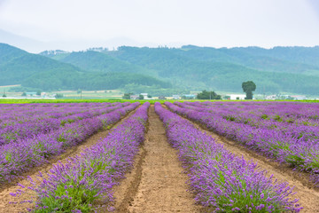 Fototapeta na wymiar 北海道富良野のラベンダー畑