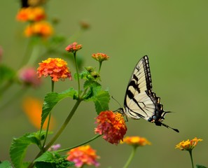 Tiger Swallowtail butterfly in the wild