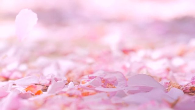 Ground covered with petals