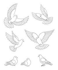 Set of white doves in contours - vector illustration