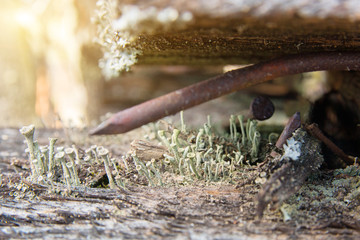 mold and fungus on old wooden surface