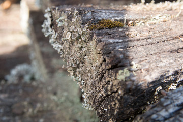 mold and fungus on old wooden surface