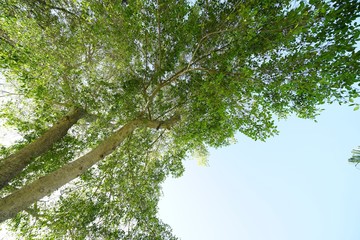 マルタ島の庭園