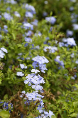 Plumbago auriculata Plant nursery (common names blue plumbago, Cape plumbago or Cape leadwort)