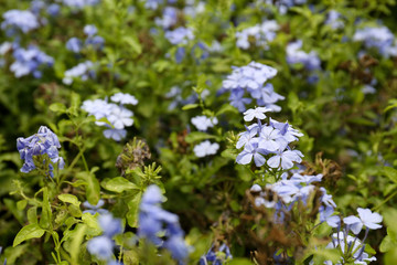 Plumbago auriculata Plant nursery (common names blue plumbago, Cape plumbago or Cape leadwort)