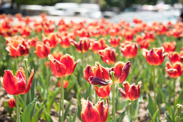 Group of red tulips in the park. Spring landscape. Tulip. Fresh red. Glade. Field in the netherlands. Red background.Spring landscape. Beautiful bouquet.