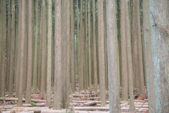 杉 林 Images – Browse 5,736 Stock Photos, Vectors, and Video | Adobe Stock