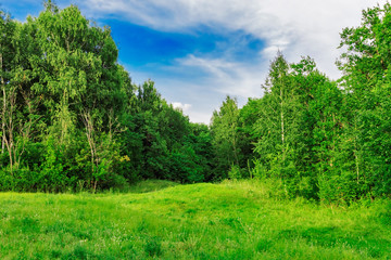 glade in the forest