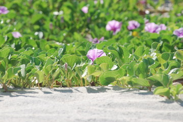 Leaaf n flower in sand
