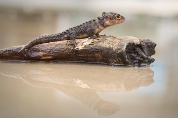 Crocodile Skink , Tribolonotus Gracilis, Lizard, Gecko