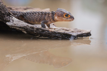 Crocodile Skink , Tribolonotus Gracilis, Lizard, Gecko