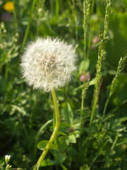 Taraxacum officinale - Dente di leone